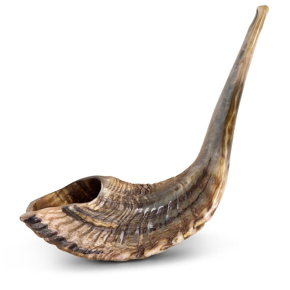 Kosher Classic Natural Ram's Horn Shofar 20"-22" / 50-55 cm main product photo