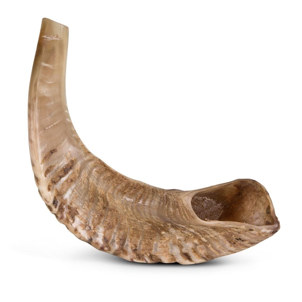 Kosher Classic Natural Ram's Horn Shofar 10"-12" / 25-30 cm main product photo