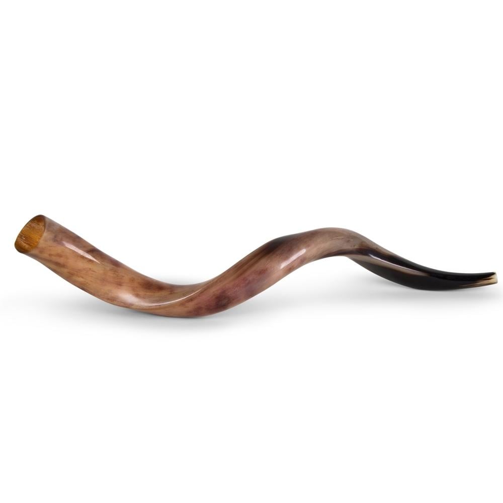 20"-22" Yemenite Kudu Shofar - Polished main product photo