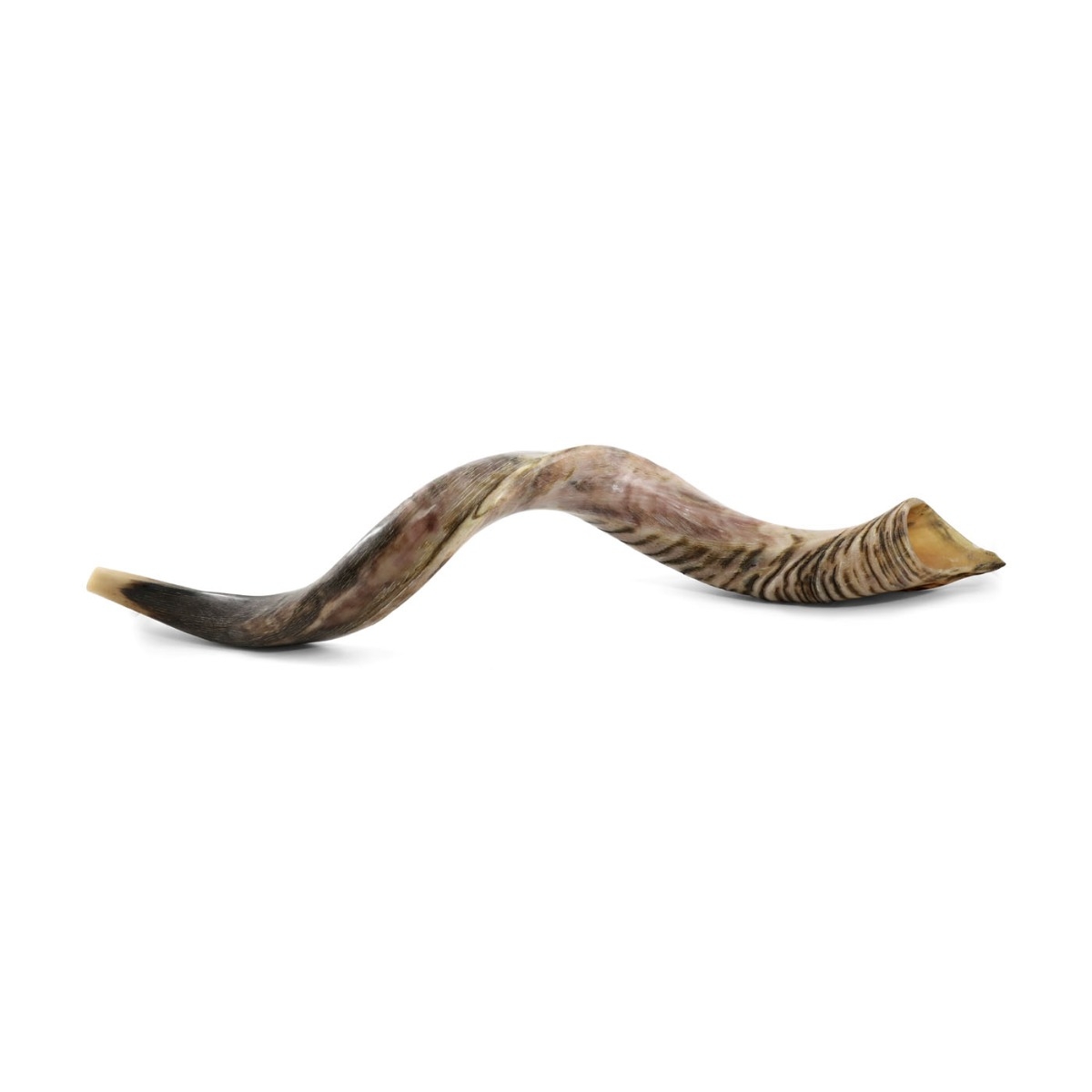 34"-36" Yemenite Kudu Shofar - Half Polished main product photo