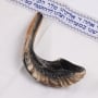 Kosher Classic Natural Ram's Horn Shofar 12"-14" / 30-35 cm - 2