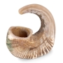 12"-16" Spiral Ram's Horn Shofar – Natural - 2