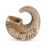 16"-20" Spiral Ram's Horn Shofar – Natural - 2