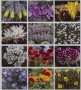 Small Square Flowers of Israel Wall Calendar 5777 - 2016-17 - 1