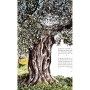 Noam Shargorodsky Customizable Watercolor Ketubah – Olive Tree - 2