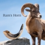 Kosher 22"-24" Classical Ram's Horn Shofar - Natural - 5