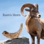Kosher 10"-12" Classical Ram's Horn Shofar - Natural - 4