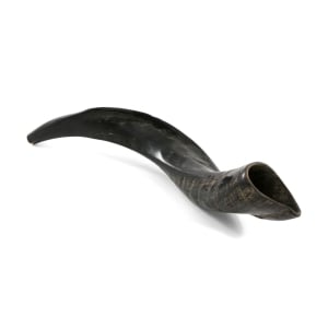 Yemenite-Shofar_large.jpg