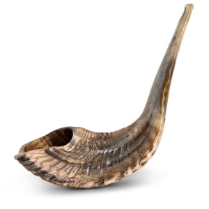Classical-Rams-Horn-Shofar---Extra-Large---Natural-SM-45-50-N_large.jpg