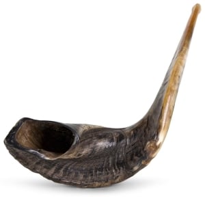 Classical-Rams-Horn-Shofar---Jumbo---Natural-SM-50-55-N_large.jpg