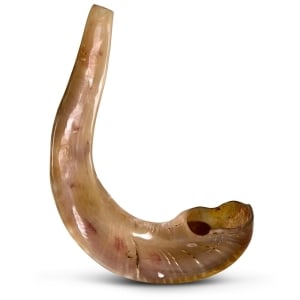 Classical-Rams-Horn-Shofar---Jumbo---Polished-SM-50-55-P-2_large.jpg