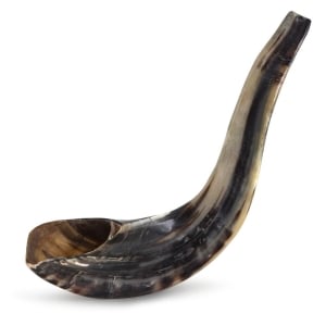 Classical-Rams-Horn-Shofar---Large---Polished-SM-40-45-Plight_large.jpg