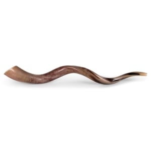 Yemenite-Shofar---Extra-Large---Polished-SM-K7080-P_large.jpg