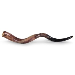 Yemenite-Shofar---Large---Polished-SM-K6070-P_large.jpg
