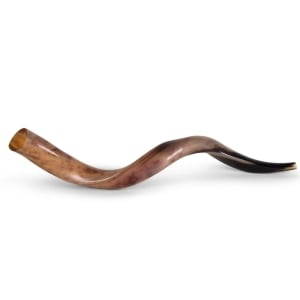 Yemenite-Shofar---Medium---Polished-SM-K50-60-P_large.jpg