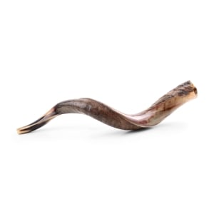 30"-32" Yemenite Kudu Shofar - Half-Polished 