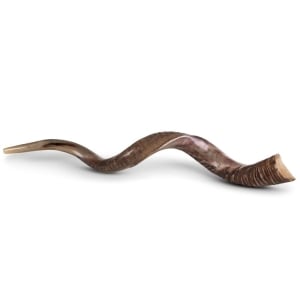 46"-48" Extra-Large Yemenite Kudu Shofar - Half-Polished