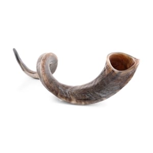 46"-48" Extra-Large Yemenite Kudu Shofar - Natural
