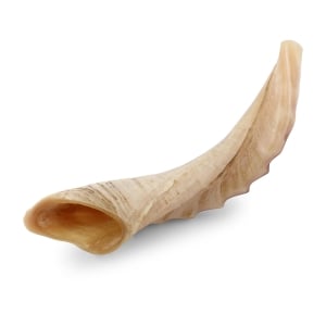 Kosher 14"-16" Ram's Horn Shofar With Ridged Design