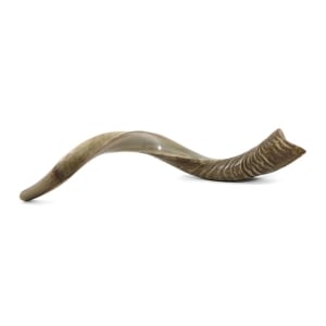 20"-22" Yemenite Kudu Shofar - Half Polished