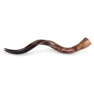 22"-24" Yemenite Kudu Shofar - Polished