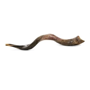 26"-28" Semi-Polished Yemenite Kudu Shofar