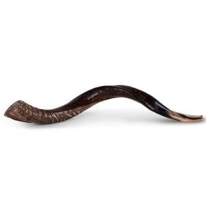 26"-28" Yemenite Kudu Shofar - Natural