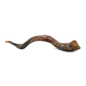 28"-30" Yemenite Kudu Shofar - Half Polished