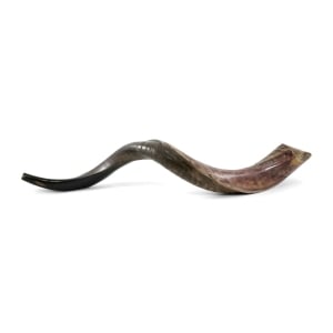 32"-34" Yemenite Kudu Shofar - Half-Polished
