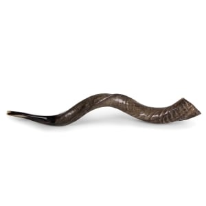 32"-34" Yemenite Kudu Shofar - Natural 