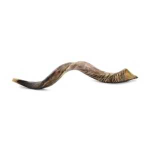 34"-36" Yemenite Kudu Shofar - Half Polished