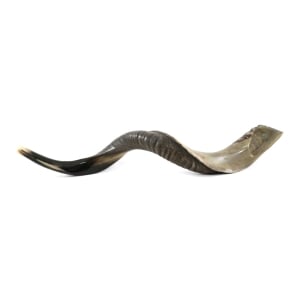 36"-38" Yemenite Kudu Shofar – Half-Polished 