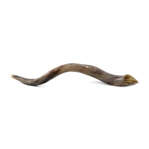 36"-38" Yemenite Kudu Shofar – Polished 