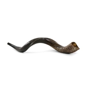 38"-40" Yemenite Kudu Shofar – Natural 