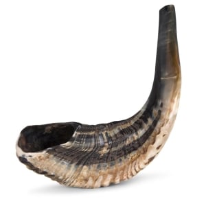 Classical-Rams-Horn-Shofar---Large---Natural-SM-35-40-N_large.jpg