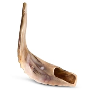 Classical-Rams-Horn-Shofar---Large---Polished-SM-36-38-P_large.jpg