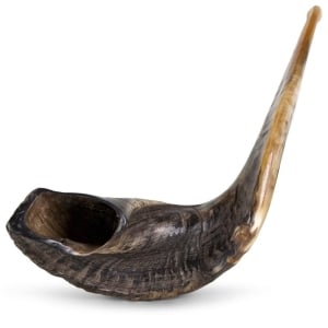 Kosher Classic Natural Ram's Horn Shofar 24"-26" / 61-66 cm