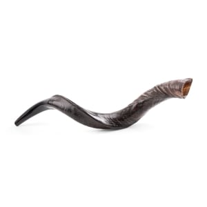 Yemenite-Kudu-Shofar---Extra-Large---Natural-SM-K7080-N_large.jpg