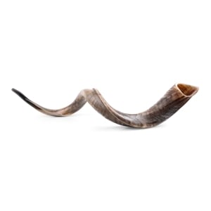 42"-44" Yemenite Kudu Shofar - Natural