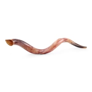 32"-34" Yemenite Kudu Shofar - Polished 