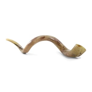 44"-46" Large Yemenite Kudu Shofar - Polished