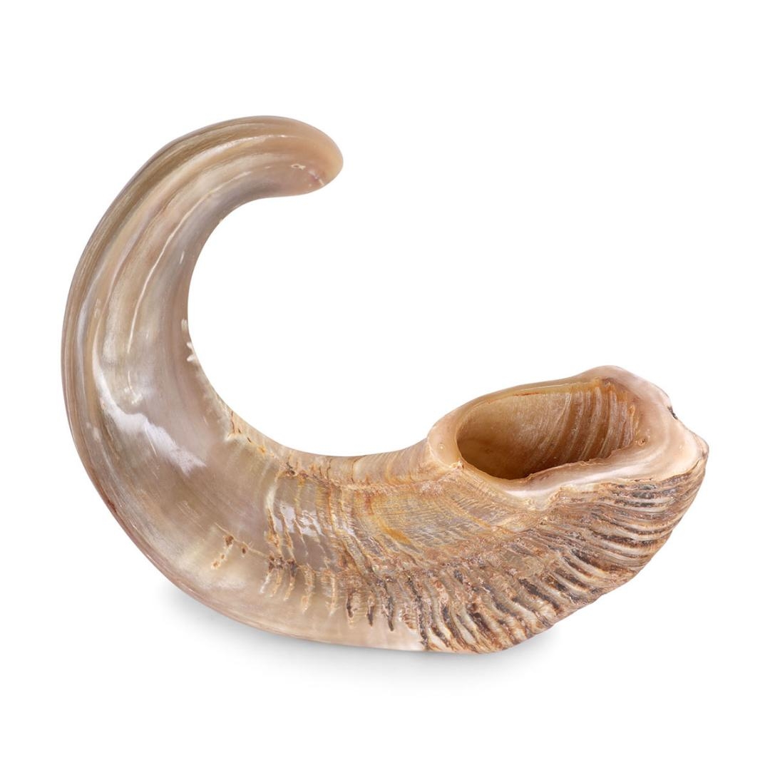 12"-16" Spiral Ram's Horn Shofar – Natural - 1